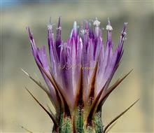  Disc Florets